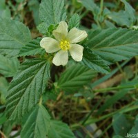 Malvastrum coromandelianum (L.) Garcke
